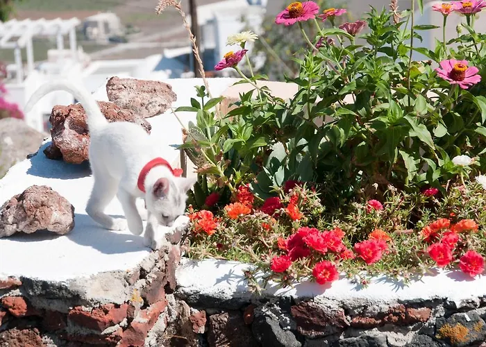 Appartement Alonistra Oia